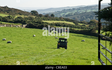 A farmer driving across his field of sheep in a Landrover. Stock Photo
