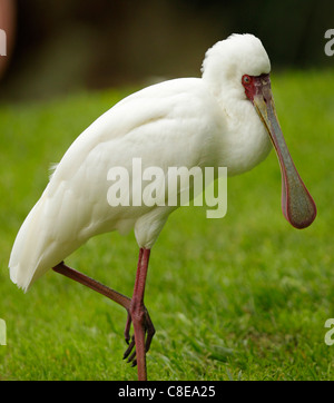 African spoonbill bird feather leg banding spoon Stock Photo