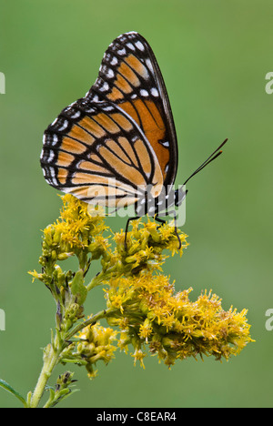 Viceroy Butterfly (Limenitis archippus) on Goldenrod (Solidago sps), late Summer, early Fall, E USA, by Skip Moody/Dembinsky Photo Assoc Stock Photo