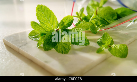 Fresh Mint Leaves being packed for storing Stock Photo