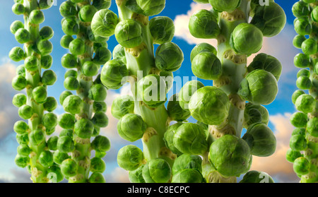Fresh Brussel Sprouts Growing against a blue sky Stock Photo