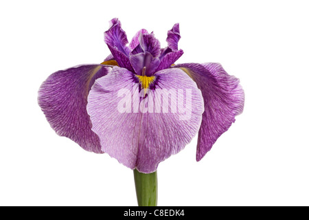 Purple pseudata iris flower isolated on white Stock Photo