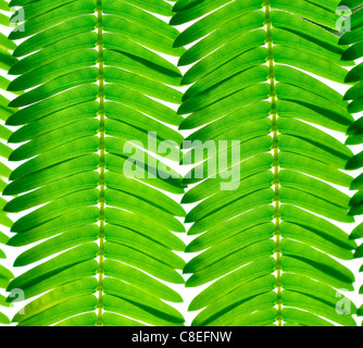 glowing leaves of popinac tree Stock Photo