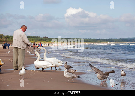 man feeding the swans and seagulls at the beach of the polish seaside resort Swinoujscie, Uznam Island, Poland, Europe Stock Photo