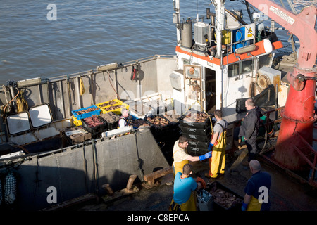 Fishing harbour unloading fresh catch Bridlington, Yorkshire, England Stock Photo