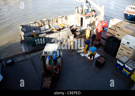 Fishing harbour unloading fresh catch Bridlington, Yorkshire, England Stock Photo