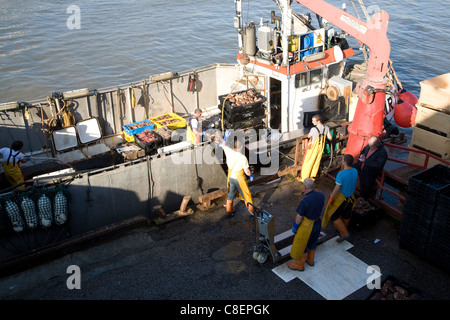 Fishing harbour unloading fresh catch Bridlington, Yorkshire, England Stock Photo