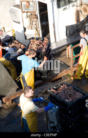 Fishing harbour unloading fresh catch Bridlington, Yorkshire, England Stock Photo