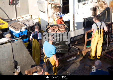 Fishing harbour unloading fresh catch Bridlington, Yorkshire, England Stock Photo