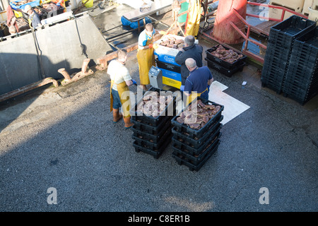Fishing harbour unloading fresh catch Bridlington, Yorkshire, England Stock Photo