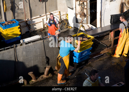 Fishing harbour unloading fresh catch Bridlington, Yorkshire, England Stock Photo