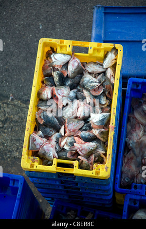 Fishing harbour unloaded fresh catch Bridlington, Yorkshire, England - fish scraps to be used as bait in boxes Stock Photo