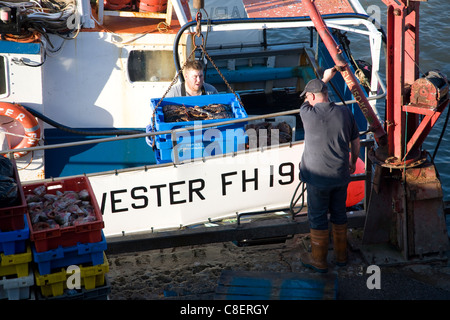 Fishing harbour unloading fresh catch Bridlington, Yorkshire, England Stock Photo