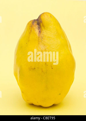 Quince Standing Stock Photo