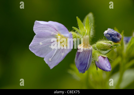 Jacob's Ladder (Polemonium pulcherrimum, Cottonwood Pass, Collegiate Peaks Wilderness, Gunnison National Forest, Colorado, USA Stock Photo
