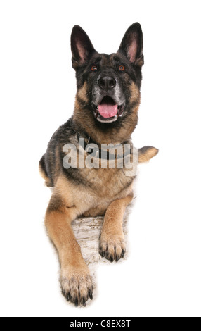 German shepherd dog Single adult laying in a studio UK Stock Photo