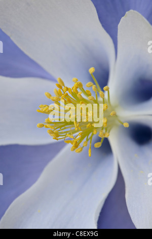 Blue Columbine (Aquilegia coerulea, Maroon Bells-Snomass Wilderness, White River National Forest, Colorado, USA Stock Photo