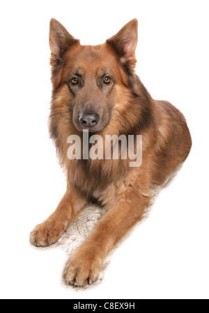 German shepherd dog Single adult laying in a studio UK Stock Photo