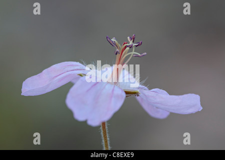 Pineywoods Geranium (Geranium caespitosum, Red Feather Lakes District, Roosevelt National Forest, Colorado, USA Stock Photo