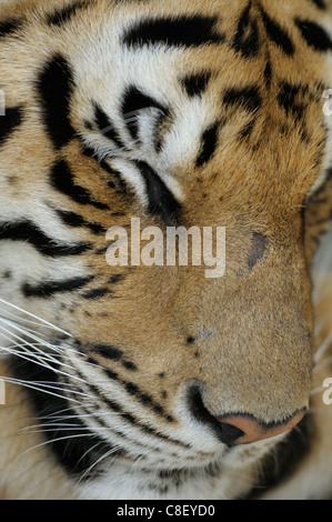 Tiger, anmimal, head, Tiger Kingdom, Chiang Mai, Thailand, Asia, Stock Photo