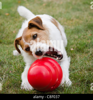 Jack Russell Dog Playing with Kong Toy Stock Photo