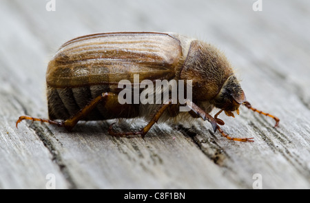 European june beetle or summer chafer, Amphimallon solstitialis, on wood Stock Photo