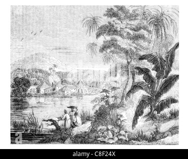 Jamaica sugar cane plant crop crops produced plantations Caribbean island mills mill farm farming sweet African slaves British