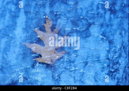 Central Park, Manhattan, New York, USA, United States, America, ice, leaf, concepts Stock Photo