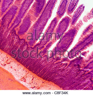 Small intestine. Light micrograph of a section through the Stock Photo ...