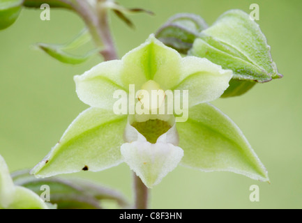 Violet Helleborine (Epipactis purpurata) flower Stock Photo