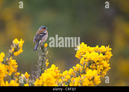 Male Chaffinch (Fringilla coelebs) on Gorse Stock Photo