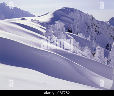 AA01607-02...WASHINGTON - Snow covered trees on Kulshan Ridge in Mount Baker - Snoqualmie National Forest. Stock Photo