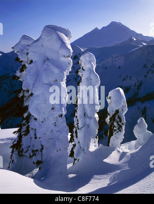 WASHINGTON - Snow covered trees on Kulshan Ridge with Mount Baker beyond in the Mount Baker - Snoqualmie National Forest. Stock Photo