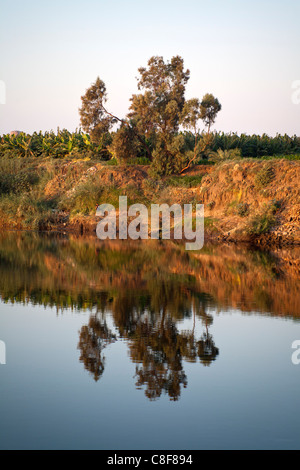 Small section of Nile river bank showing a tree on a grassy bank bathed in golden light with mirror imaged reflection Stock Photo