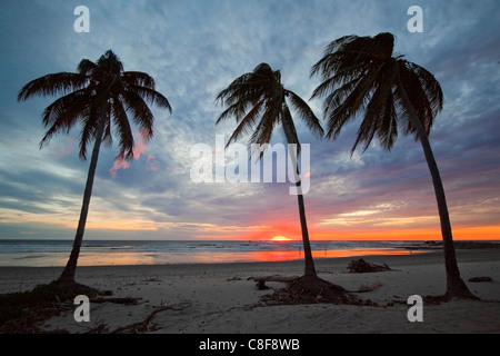 Sunset and palm trees on Playa Guiones beach, Nosara, Nicoya Peninsula, Guanacaste Province, Costa Rica, Central America Stock Photo