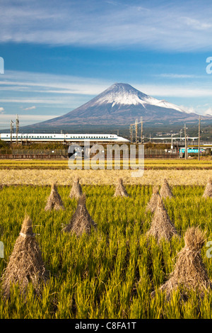Japan, November, Asia, Fuji, city, mountain Fuji, high-speed train, Shinkansen, scenery, agriculture, rice field, growing of ric Stock Photo