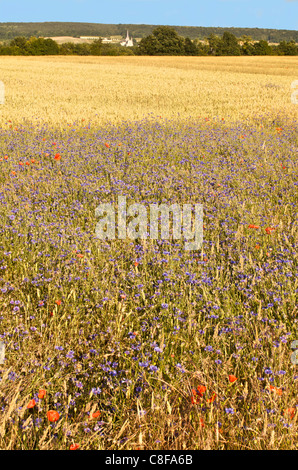 Corn fields with poppies and cornflowers, Normandy, France Stock Photo
