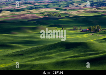 Spring in the Palouse, from Steptoe Butte, Washington State, United States of America Stock Photo