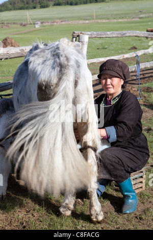 A Mongolian woman milking a yak Stock Photo - Alamy