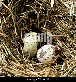 Nest with three bird's eggs close up Stock Photo