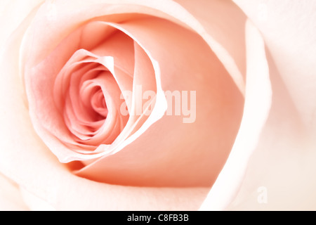 Center of pink rose bud macro. Shallow DOF! Stock Photo