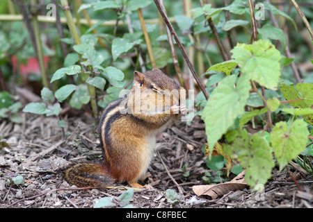 Eastern Chipmunk with closed eyes Stock Photo