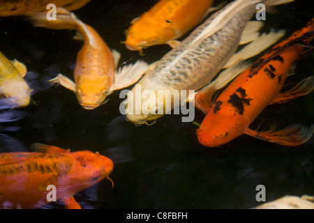 Koi or domestic Common Carp (Cyprinus carpio) in a small pond. Stock Photo