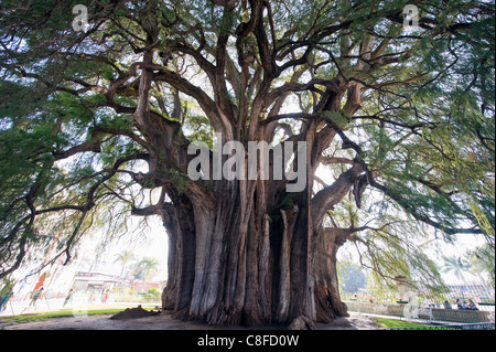 El Tule tree, the worlds largest tree by circumference, Oaxaca state, Mexico Stock Photo