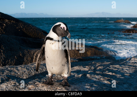 Jackass penguin (Speniscus demersus) (African penguin, Boulders Beach, Cape Town, South Africa Stock Photo