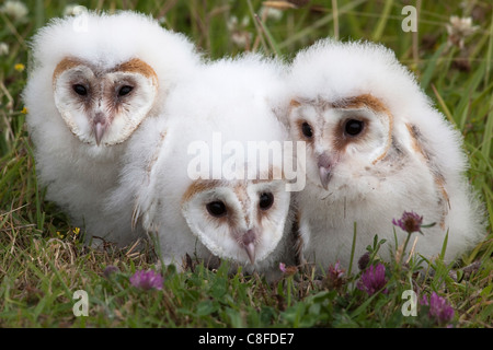 Barn owl (Tyto alba) chicks in captivity, Cumbria, England, United Kingdom
