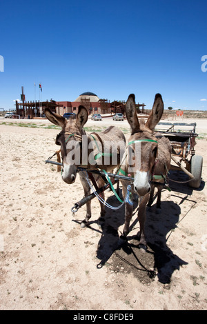 Donkey cart in Kalahari, entrance to Kgalagadi Transfrontier Park, border post between Northern Cape, South Africa and Botswana Stock Photo