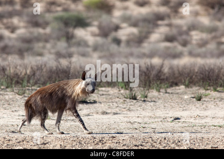 Brown hyena (Hyaena brunnea, Kgalagadi Transfrontier National Park, Northern Cape, South Africa Stock Photo