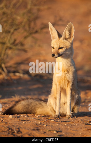 Cape fox (Vulpes chama, Kgalagadi Transfrontier Park, Northern Cape, South Africa Stock Photo