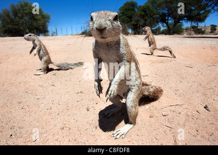 Ground squirrels (Xerus inauris, Kgalagadi Transfrontier Park, Northern Cape, South Africa Stock Photo
